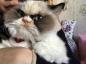Grumpy Cat 2.0: η νέα γκρινιάρης γάτα κατακτά το Διαδίκτυο