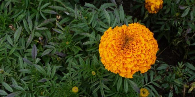 Ανεπιτήδευτη λουλούδια για παρτέρια: κατιφέ