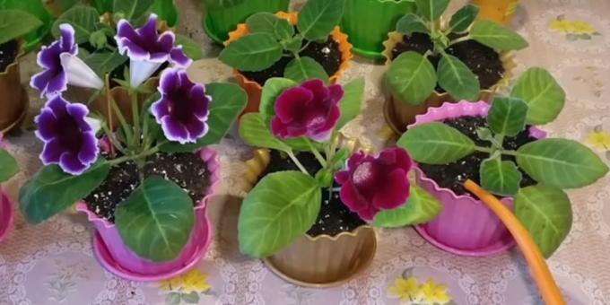 Gloxinia και φροντίδα: πώς να το νερό