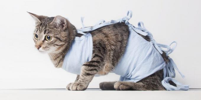 Η στείρωση οι γάτες: κουβέρτα