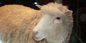 Τι έχει αλλάξει στον κόσμο της κλωνοποίησης από τις ημέρες της Ντόλυ τα πρόβατα