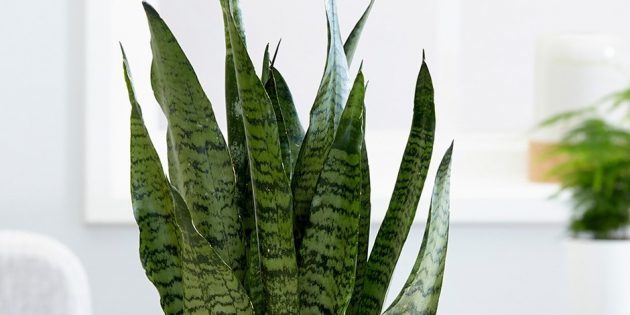 φυτά εσωτερικού χώρου σκιά: Sansevieriya zeylanika