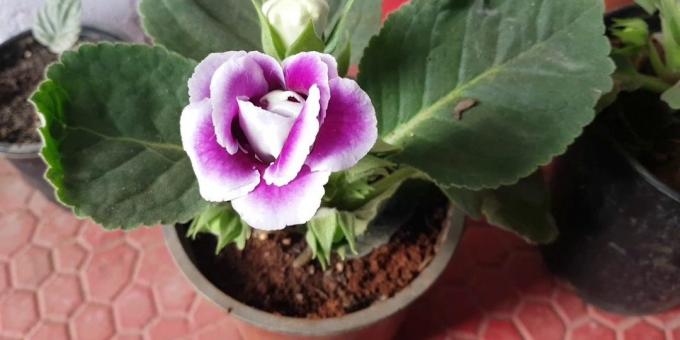 Gloxinia και την φροντίδα: πώς να μεταμόσχευση