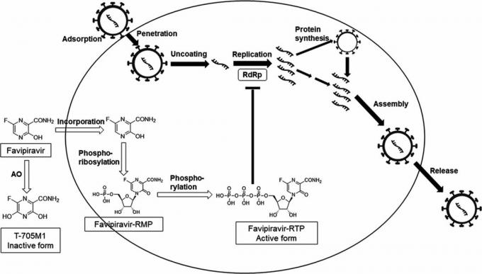 Ο μηχανισμός δράσης του favipiravir, βάσει του οποίου αναπτύχθηκε το Avifavir