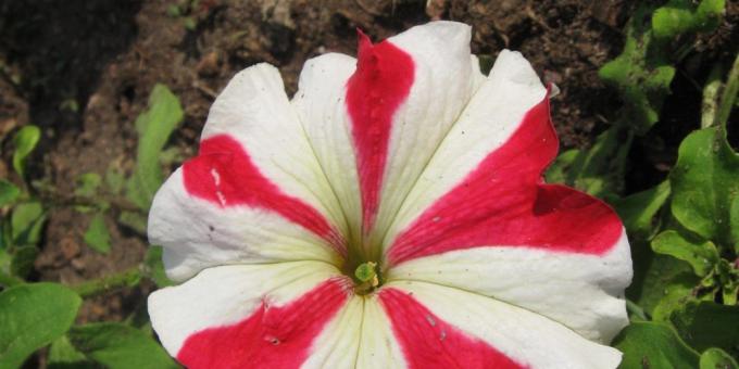 Ανεπιτήδευτη λουλούδια για παρτέρια: Πετούνια grandiflora