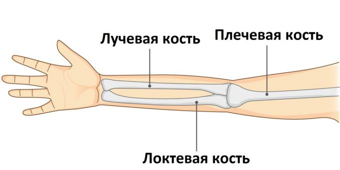 Όταν ένα χέρι σπάσει, ένα από τα τρία οστά του τραυματίζεται.
