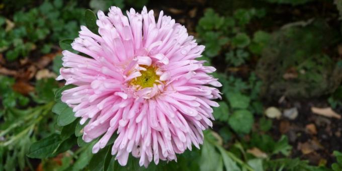 Ανεπιτήδευτη λουλούδια για παρτέρια: Aster κήπο