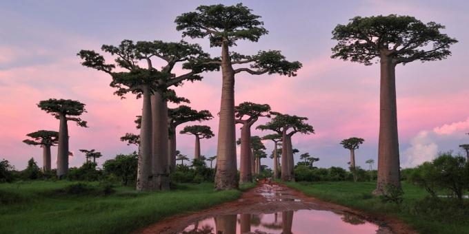 δάση της Μαδαγασκάρης