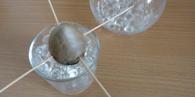 Πώς να αυξηθεί ένα αβοκάντο από μια πέτρα: Η πέτρα σε ένα ποτήρι με υδρογέλη