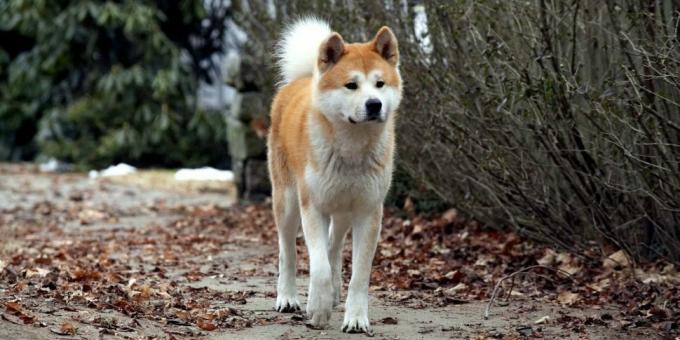 Animal Film: "Hachiko: Ο πιο πιστός φίλος"