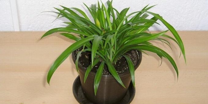 φυτά σκιά σπίτι: Chlorophytum