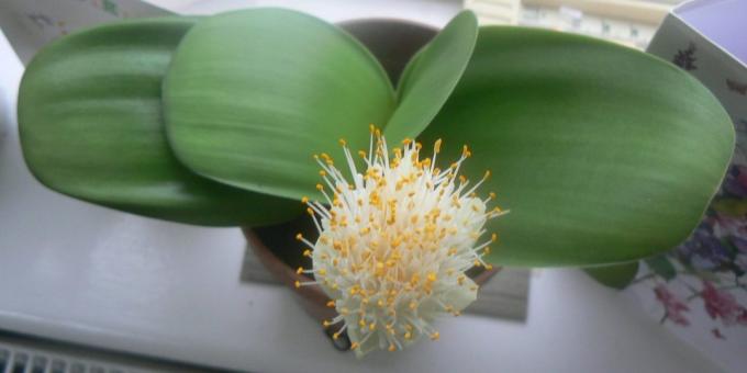 Δωμάτιο βολβώδη λουλούδια: haemanthus