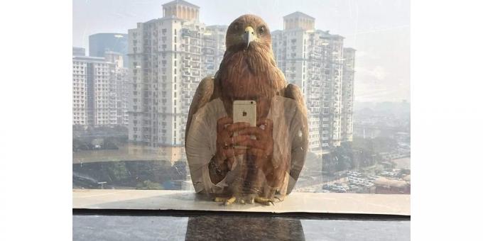καταπληκτικές φωτογραφίες: Bird με ένα smartphone