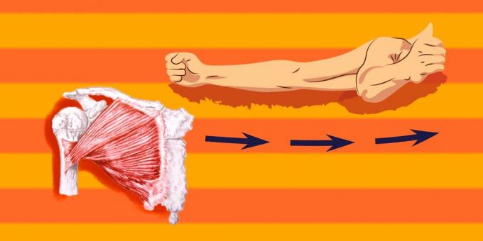 Ασκήσεις για τους θωρακικούς μύες: το στήθος για να γίνει μια ανακούφιση, είναι απαραίτητο να αντλεί μεγάλο θωρακικούς μυς