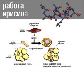 Πώς να μετατρέψετε λευκό λίπος σε καφέ, και γιατί είναι σημαντικό για εκείνους που θέλουν να χάσουν βάρος