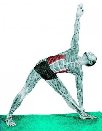 Ανατομία του stretching: Τρίγωνο Pose