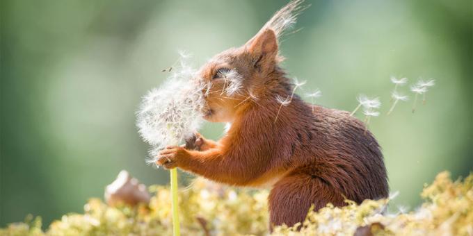 Οι πιο γελοίες φωτογραφίες των ζώων - σκίουρος με πικραλίδα