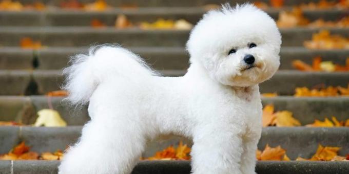 ράτσα σκύλων για διαμέρισμα: Bichon Βόρια