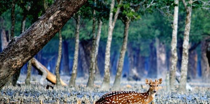 Sundarbans, την Ινδία και το Μπαγκλαντές