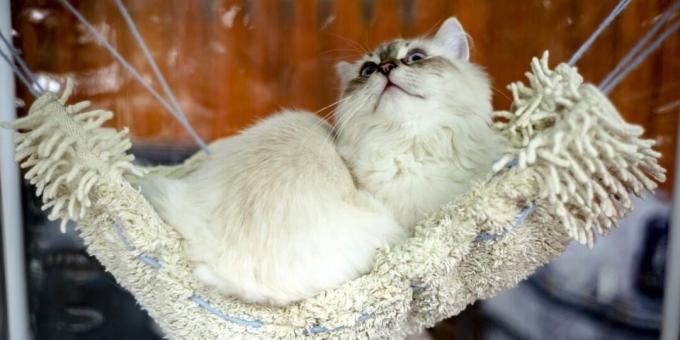 Σιβηρική γάτα: χαρακτήρας