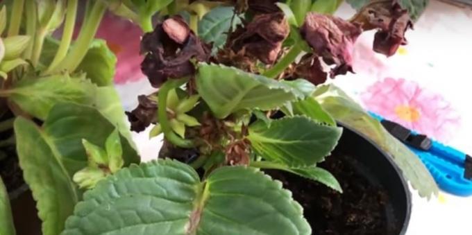 Gloxinia: Φροντίδα μετά την ανθοφορία