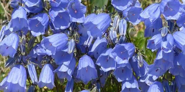 Πολυετή φυτά, ανθοφορία όλο το καλοκαίρι: Bellflower