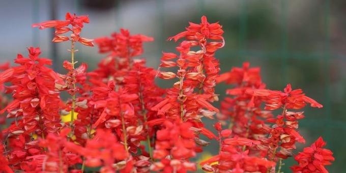 Ανεπιτήδευτη λουλούδια για παρτέρια: Salvia αφρώδη