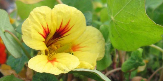Ανεπιτήδευτη λουλούδια για παρτέρια: νεροκάρδαμο