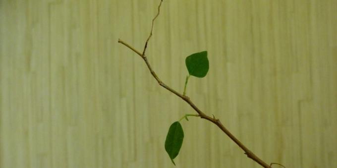 Ficus: φροντίδα στο σπίτι