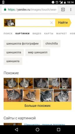 «Yandex»: προσδιορισμός του ζώου στην εικόνα