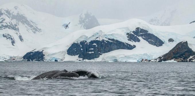 Ανταρκτική: φωτογραφία μιας φάλαινας