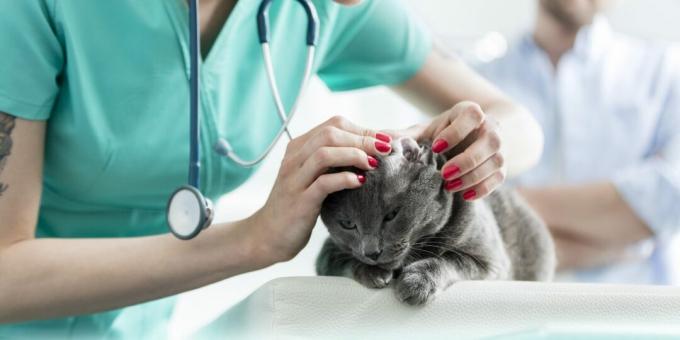 Ρωσική μπλε γάτα: ασθένειες