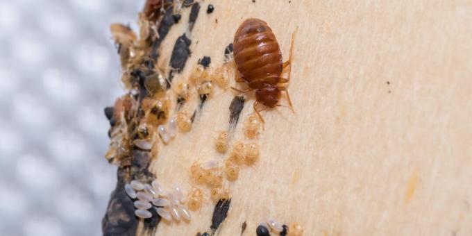 Πώς να απαλλαγείτε από τα έντομα: ψάξτε για αυγά, δέρματα και περιττώματα εντόμων σε απομονωμένα μέρη