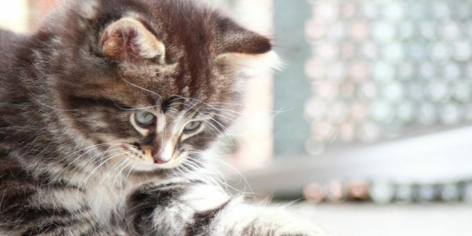 Σιβηρική γάτα: γατάκι
