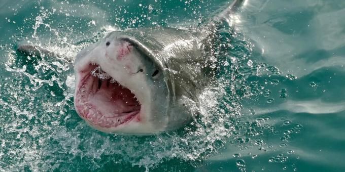 Δημοφιλείς παρανοήσεις: οι καρχαρίες επιτίθενται στον άνθρωπο κατά λάθος