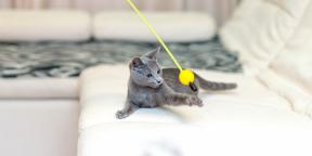 Ρωσική μπλε γάτα: περιγραφή, φύση και κανόνες φροντίδας
