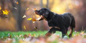7 συμβουλές για να σας βοηθήσει να κάνετε την τέλεια φωτογραφία σκύλου