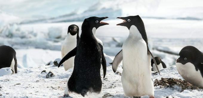 Ταινίες με πιγκουίνους: "Οι πιγκουίνοι"