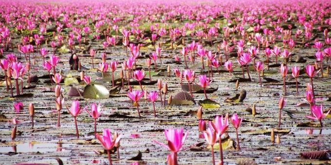 Ασιατική περιοχή προσελκύει εν γνώσει τους τουρίστες: Λίμνη Nong Han Kumphavapi, Ταϊλάνδη