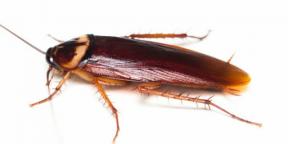 Δαγκώνουν οι κατσαρίδες και πώς αλλιώς μπορεί να είναι επικίνδυνες