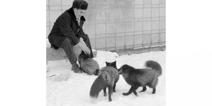 Αρχική αλεπού ως αποτέλεσμα μιας γενετικής πείραμα: Ντμίτρι Belyaev να δαμάσει αλεπούδες