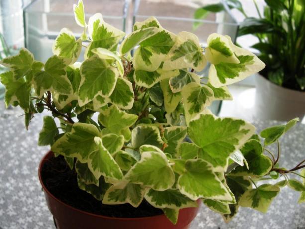 Φυτά εσωτερικού χώρου για τον καθαρισμό του αέρα
