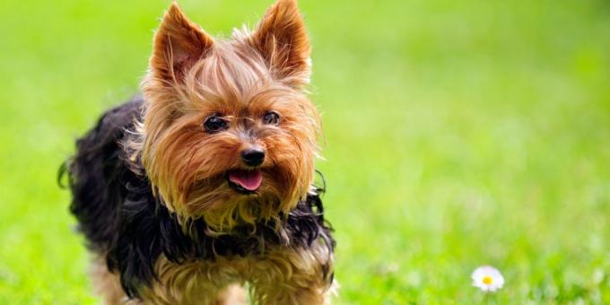 ράτσα σκύλων για διαμέρισμα: Yorkshire terrier