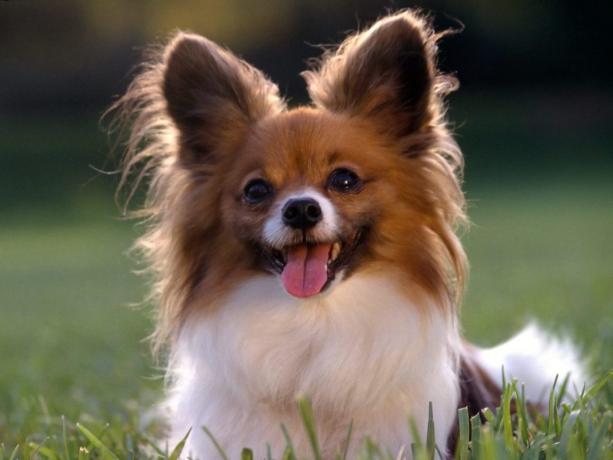 Top 10 πιο έξυπνες ράτσες σκύλων: Papillon
