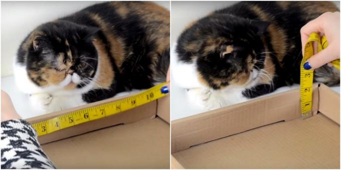 DIY ξύσιμο γάτας: πάρτε μετρήσεις
