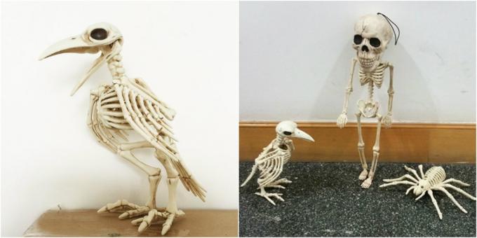 σκελετός κοράκι